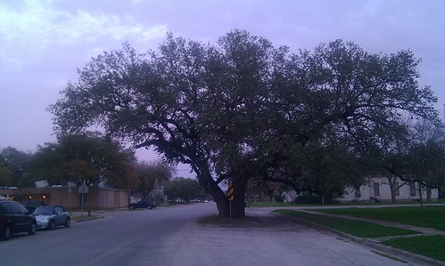 Live Oak tree in the middle of the street