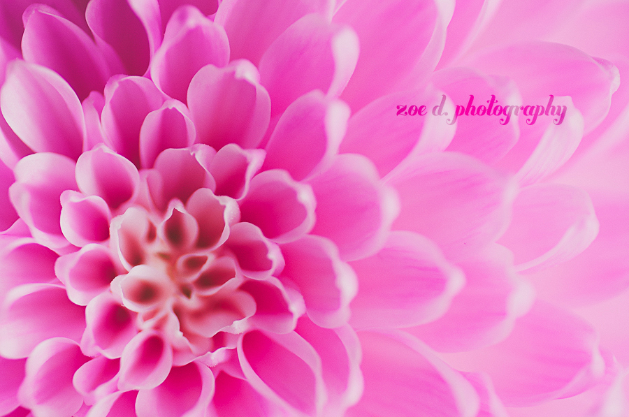 macro pink flower closeup copy