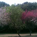 Plum Trees in Blossom at Narayanhiti