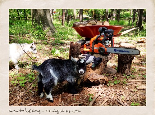 Goats helping out at the estate. by CraigShipp.com Photos - Events / People / Places