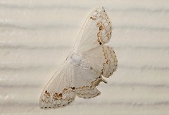 Drepanid moth (Teldenia sp.)