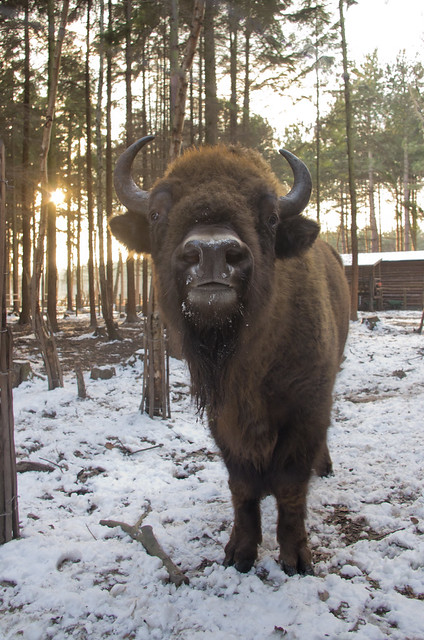 european bison wide angle 2 edited