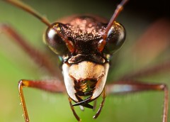 Coleoptera (Madagascar)