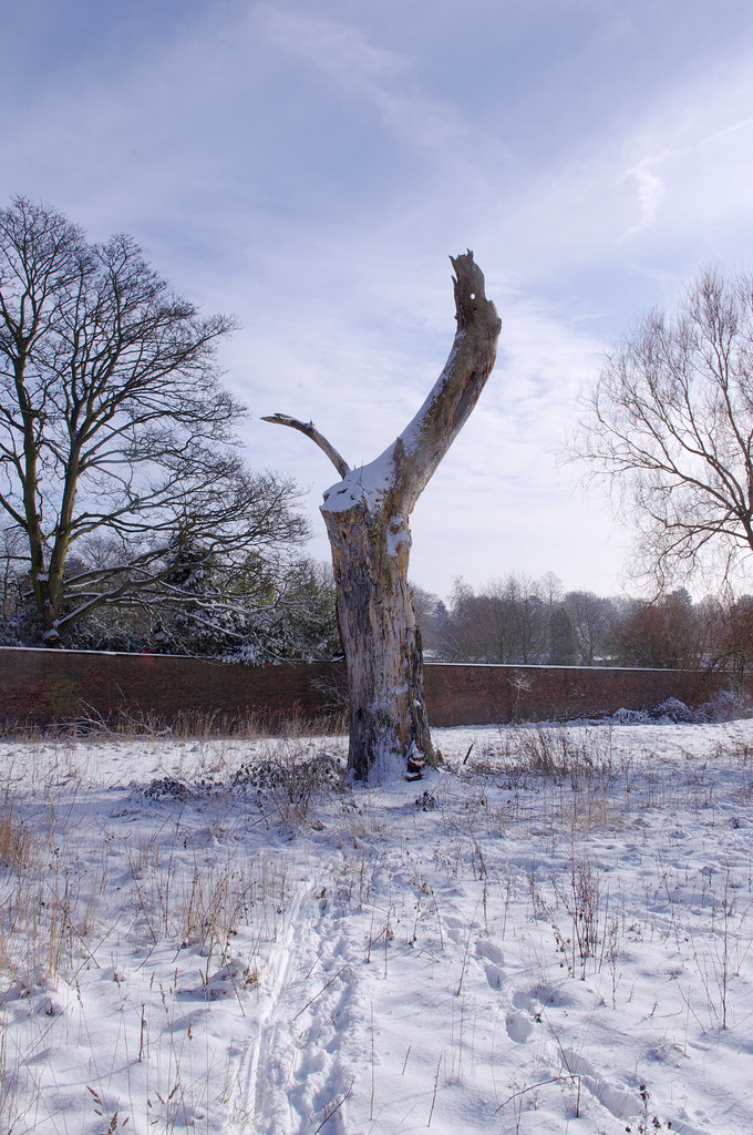 Dead Tree in Snow Walmgate Stray