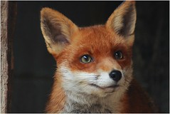 British Wildlife Centre - Foxes