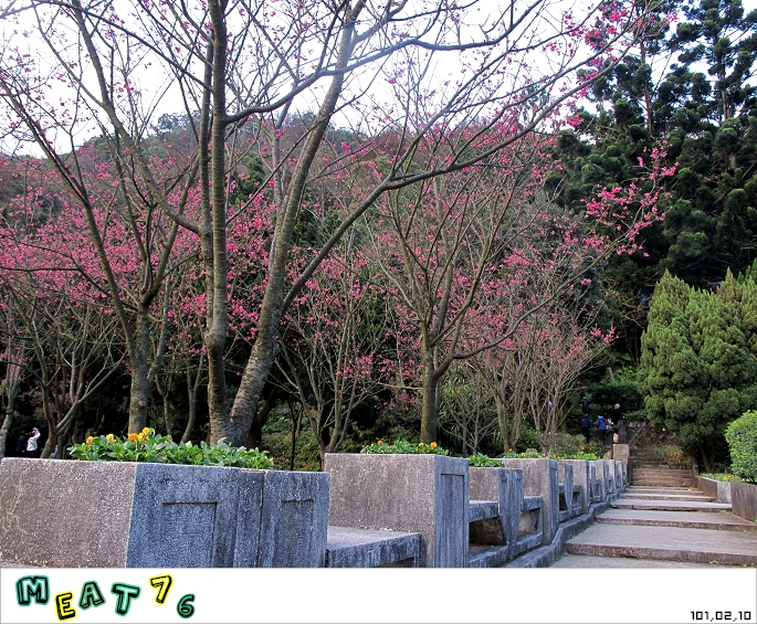 【遊記】陽明山國家公園｜櫻花乍現在粉紅意境的花花世界18