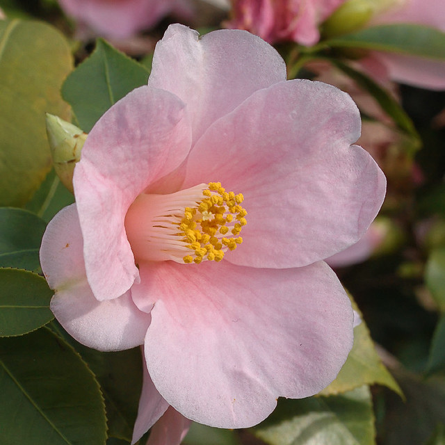 Missouri Botanical Garden (Shaw's Garden) in Saint Louis, Missouri, USA - camellia