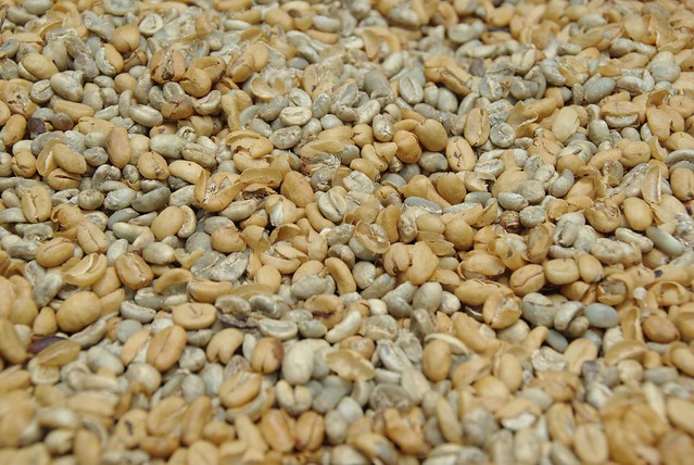 clean kopi luwak beans