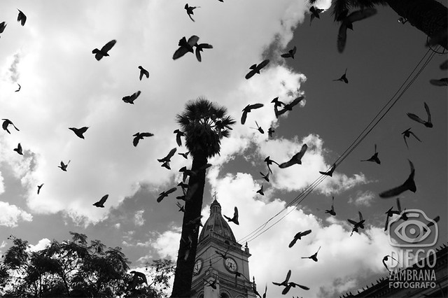 palomas en el cielo