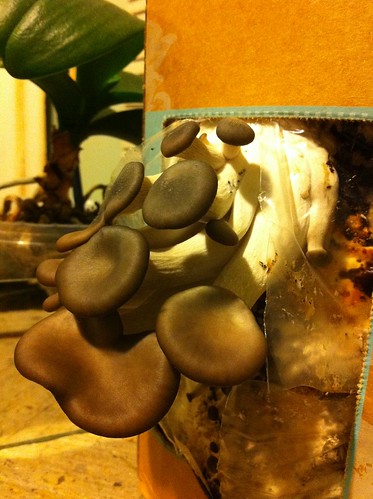 Life: Mushroom Garden in a Box by Sanctuary-Studio