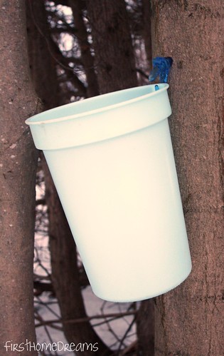 maple syrup tap collection bucket plastic