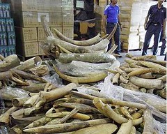 2011年12月在馬來西亞沒收的1.4噸象牙的一部分。(Elizabeth John/攝影版權所有；TRAFFIC Southeast Asia/提供)