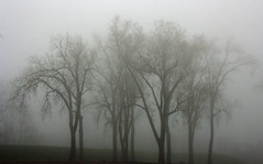 Trees in Fog