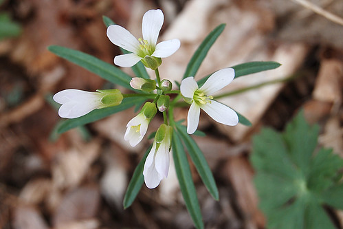 Picture of Cutleaf Toothwort, a spring wildflower seen while hiking in the Ozarks