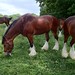 Clydesdales Grazing 11
