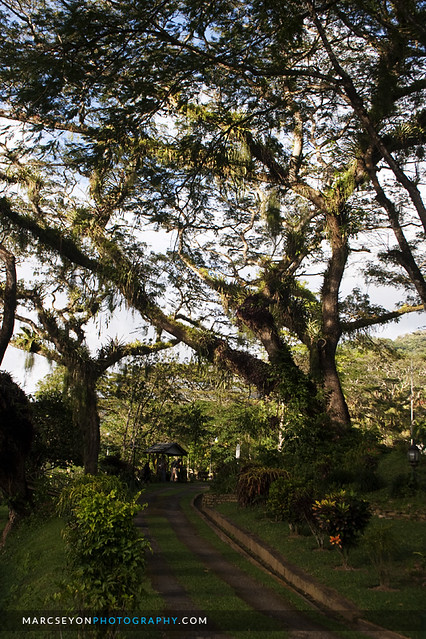 Lopinot Samaan trees, Marc Seyon/photowalktt
