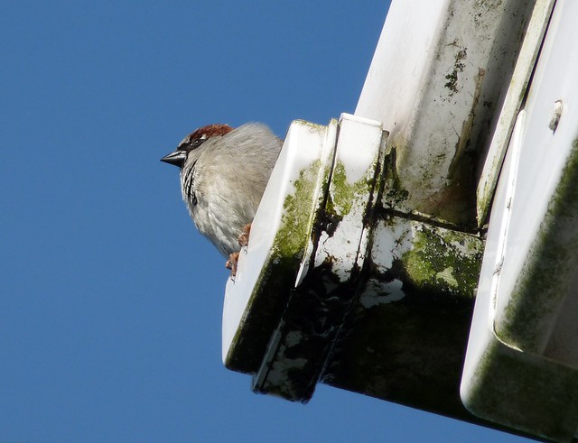 25583 - House Sparrow