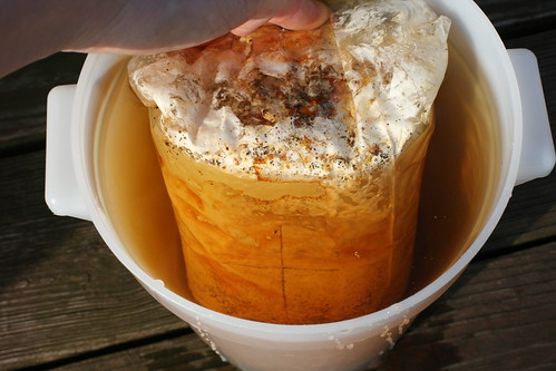 DIY Oyster Mushroom Kit - 24 Hour Soak