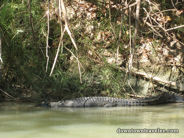 Australian Outback Kakadu Crocodile