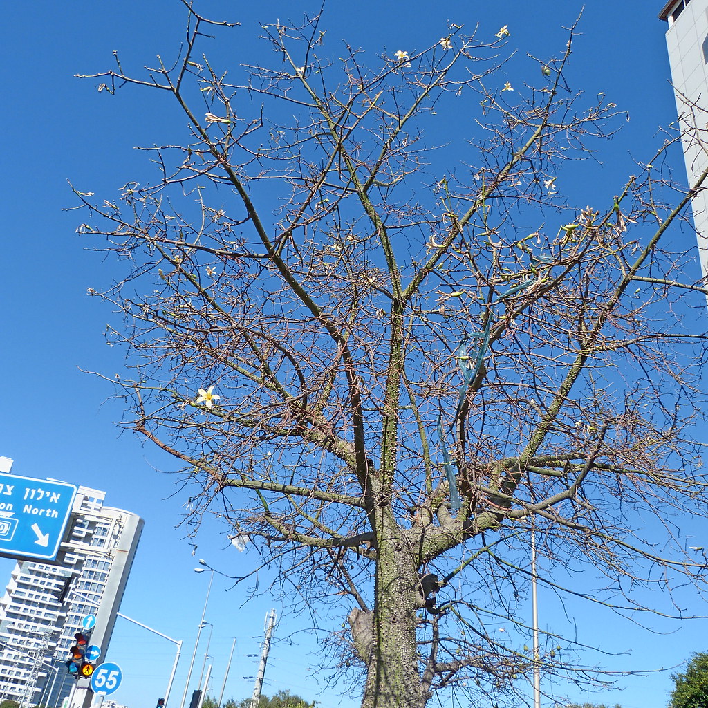 11-02-2012-white-floss-tree