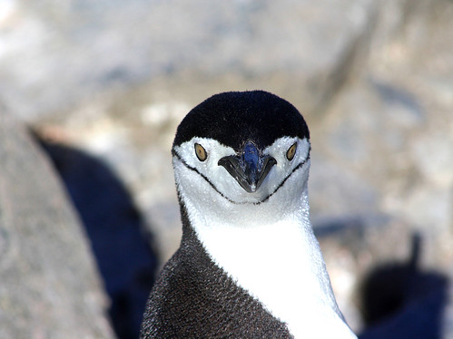ID photo of Mister Chinstrap penguin by Jo Sze