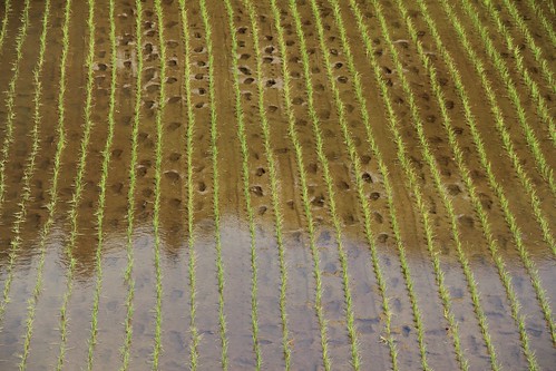 Foot steps in the rice field 田んぼの足跡