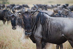 Wildebeest Face Kenya OCC
