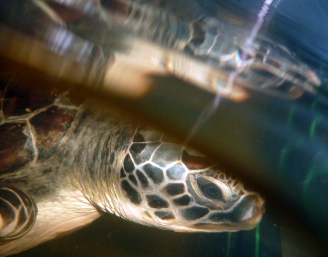 Rescued Sea Turtles