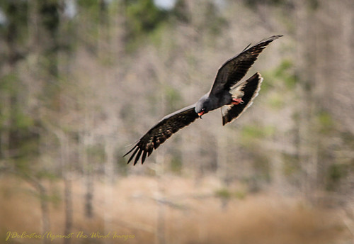 Swoop!-5264 by Against The Wind Images