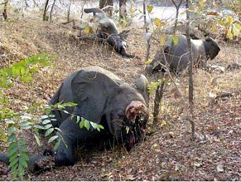 喀麥隆 Bouba Ndjida 國家公園內的大象屍體。(國際動物福利基金會(IFAW)/提供)