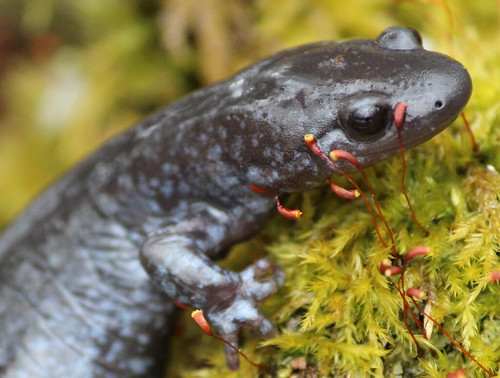 Blue Spotted Salamander (4) by essentialyoga