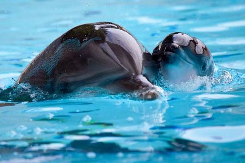 Ilse y Sanibel (madre-hija) -Delfin Mular Loro Parque-