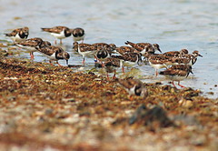 5：翻石鷸為東沙島最大的鳥類族群。可有注意到中間有一隻繫有代表東沙島足旗（上白下藍，藍旗削斜角）（高雄鳥會提供）