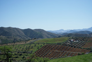Olive Trees In Andalusia