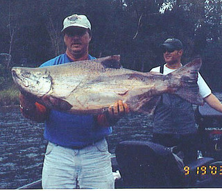 Awesome 48lb King Salmon
