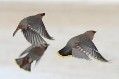 Calgary Birds