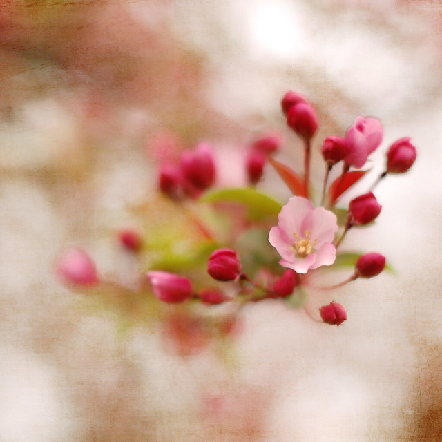 soft blossoms2-2