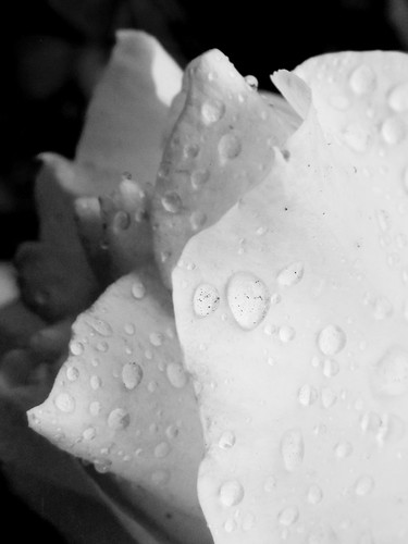 White Rose Petals and Waterdrops