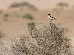 Ørkensteinskvett (Desert Wheatear)