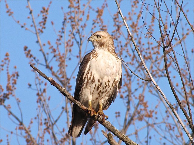 Eastern Red-tailed Hawk at Ewing Park 03