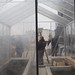 putting the glass in the greenhouse