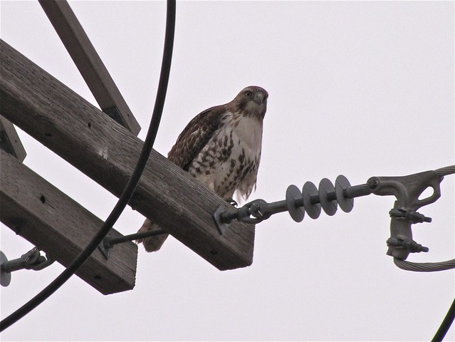 Red-tailed Hawk in Bloomington, IL 01