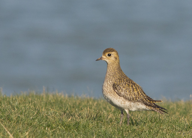golden plover on cliff sigam 150-500mm