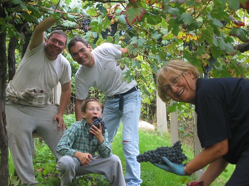grape harvesting fun
