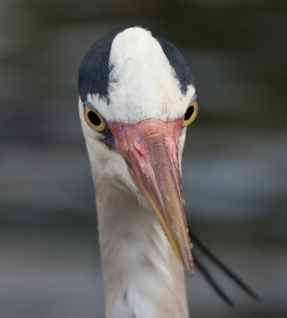grey heron close up head on