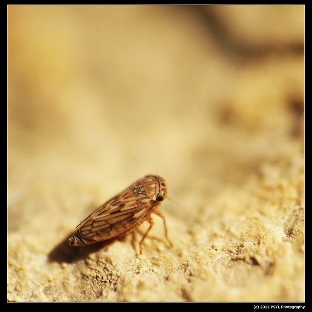 Unknown Leafhopper (Family Cicadellidae)