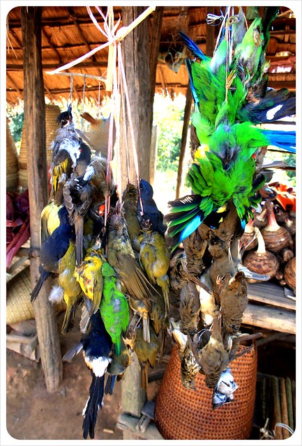 dead birds in a laos market