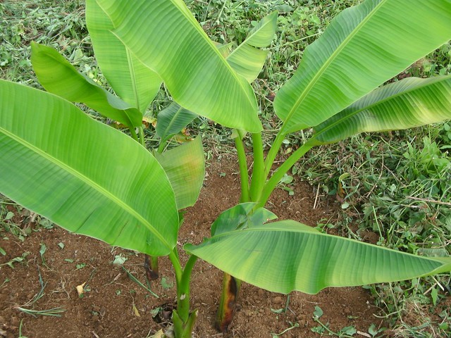 Abaca Plant