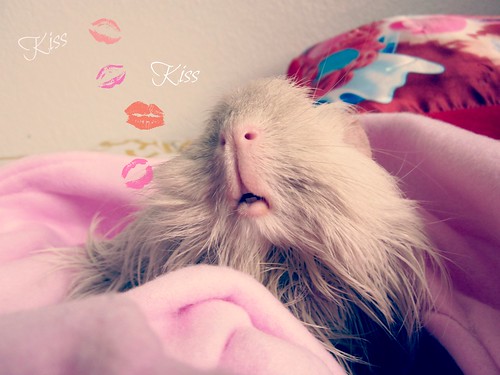 Kiss Kiss Guinea Pig Lips by kibblesthepig