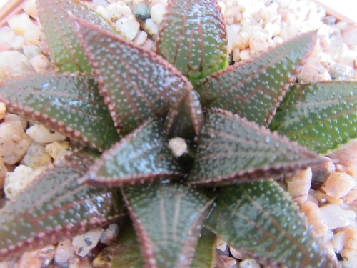 Haworthia mcmurty #2 nr typelocality  (5) by Kris and Greg